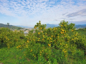 「 秋のフルーツ満喫ライド ~ 和歌山 紀の川エリア 編 ~ 」