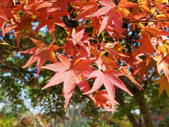 「 秋の紅葉ライド ~ 大阪 南河内エリア 編~ 」